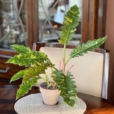 The Gift of Green: Harnessing the Ring of Fire Philodendron in Branding