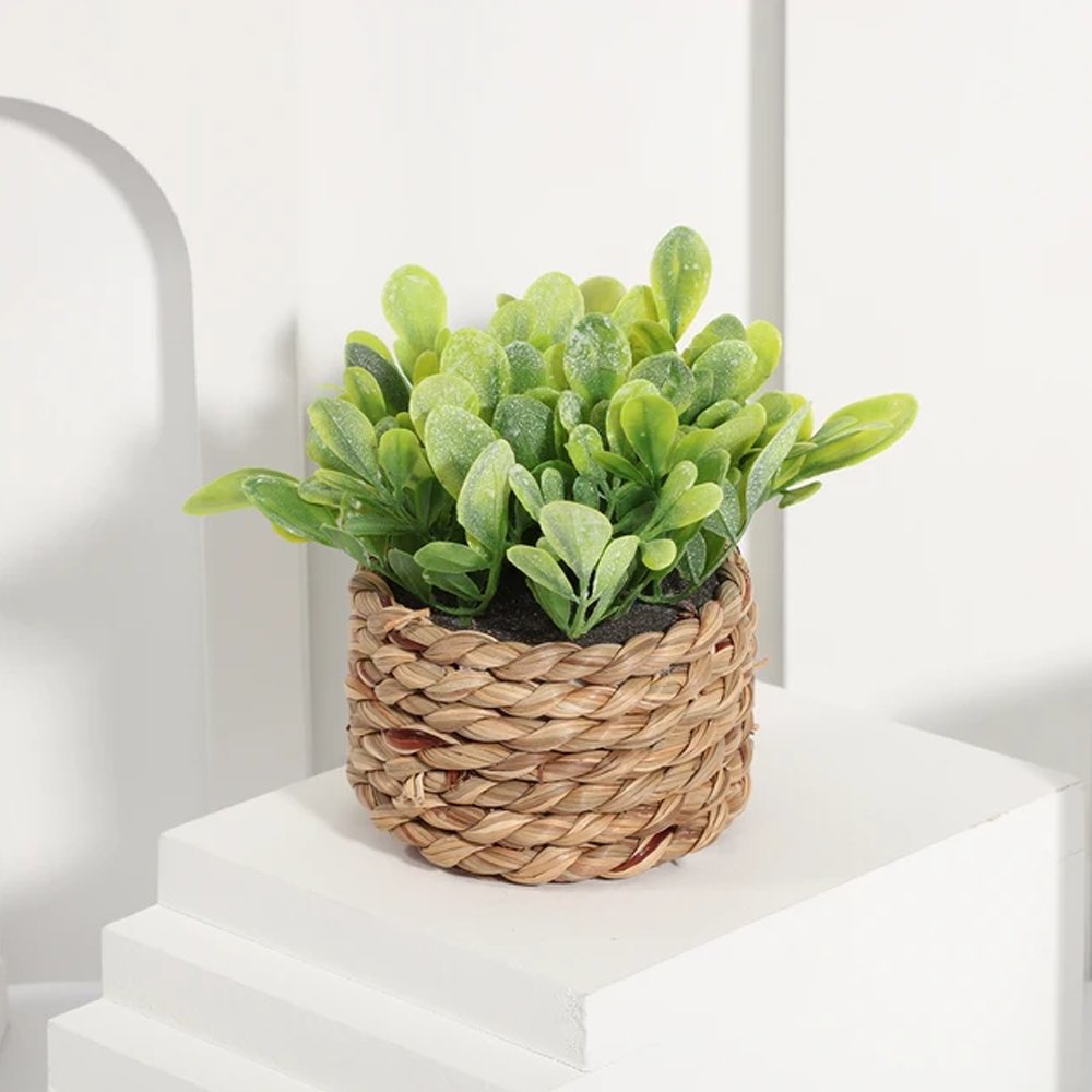 Summer Gemstone and Feng Shui Gift Bundle