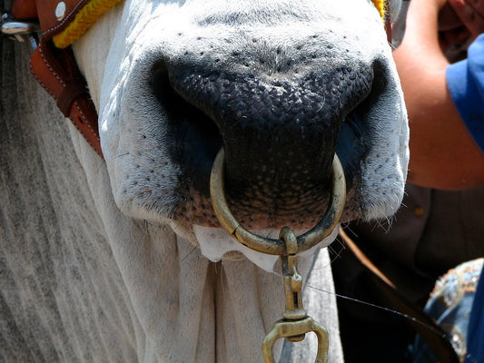 The Role of Nose Ringing in Animal Commemoration