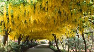 A Golden Link to Nature’s Serenity