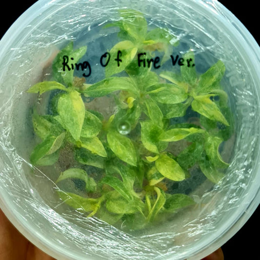 Ring of Fire Plant: A Cultural Treasure in Modern Applications